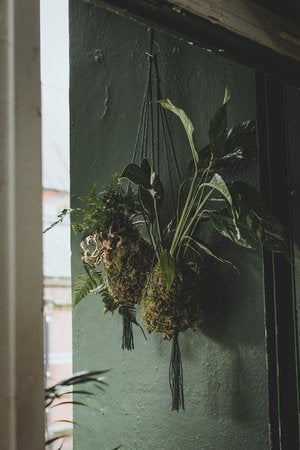 18/07/2026 at 11am Kokedama workshop- the art of moss balls