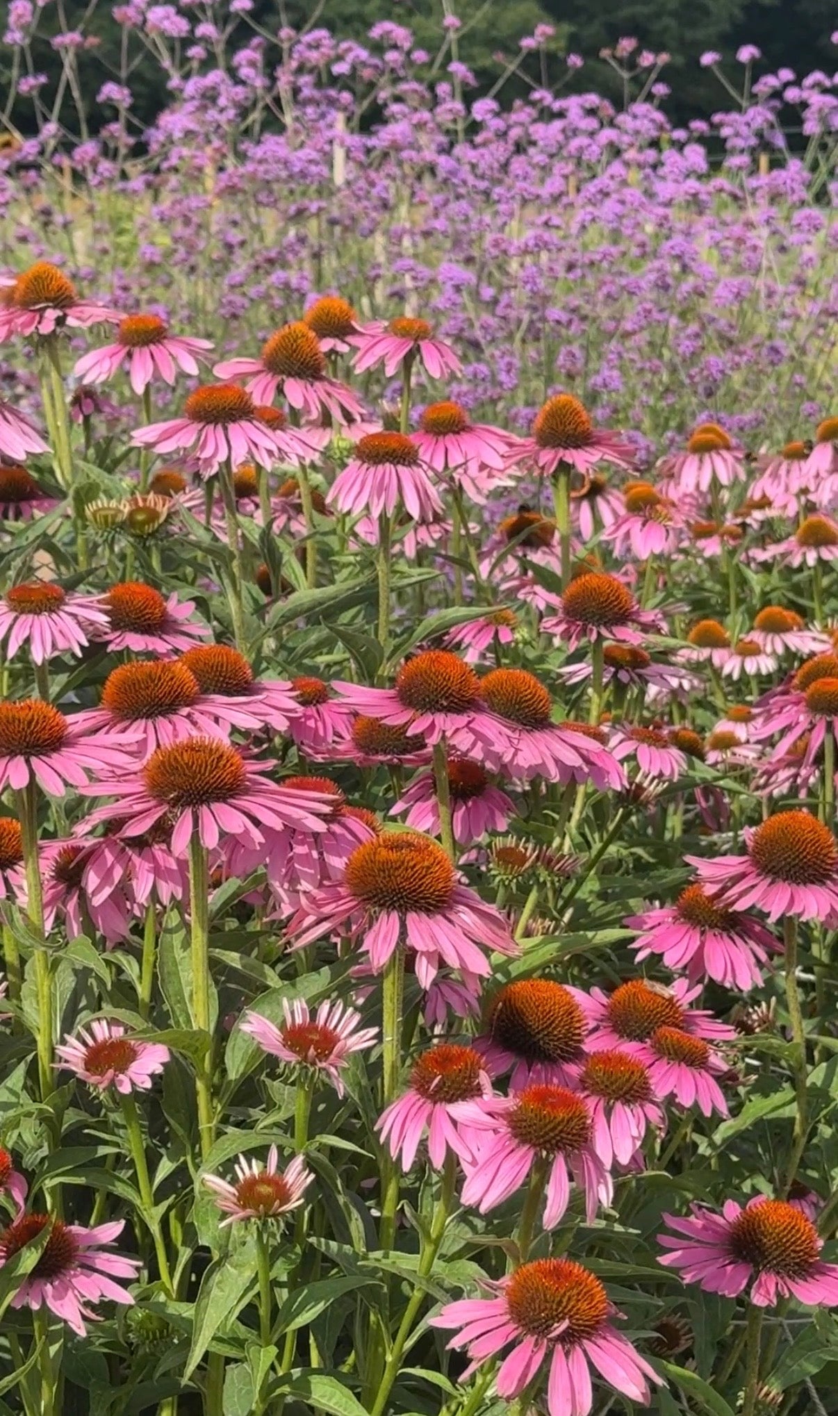 Echinacea Purple Coneflower