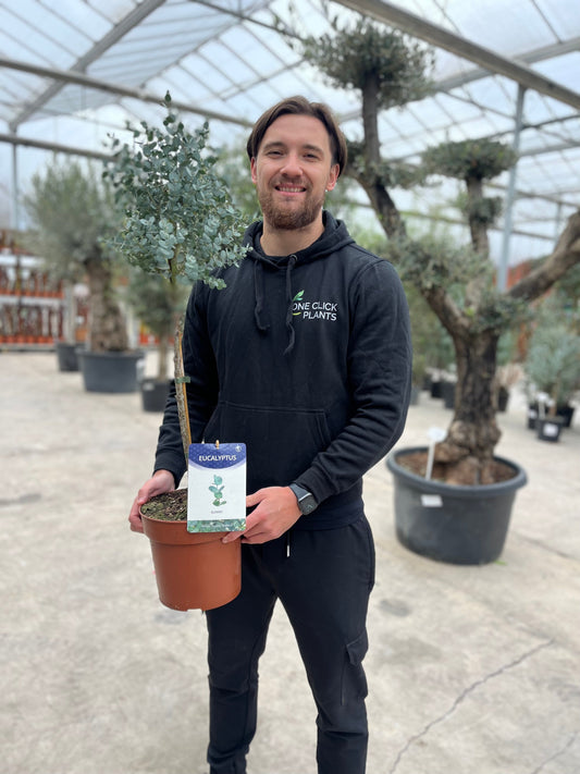 Standard Eucalyptus gunnii 90-100cm