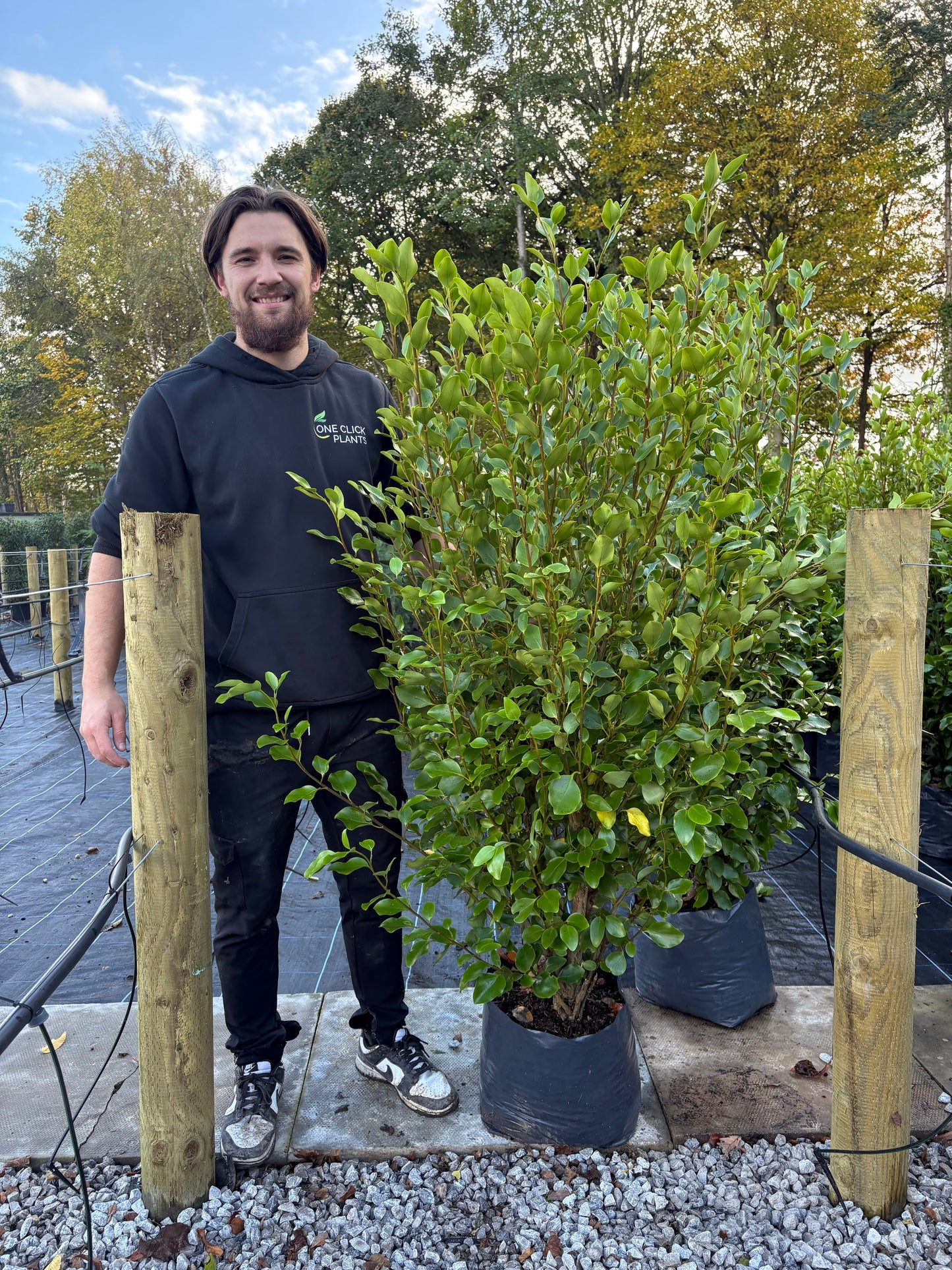 5-6ft Griselinia llitoralis (150-180cm) 12L