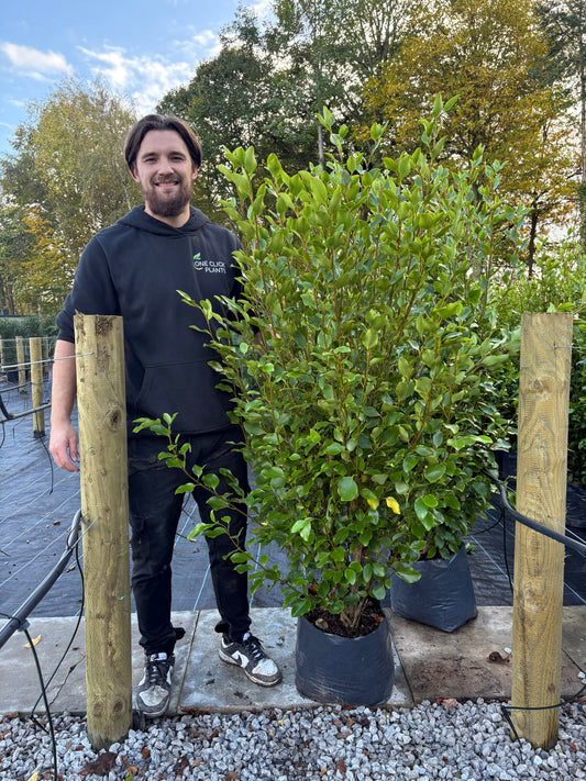 5-6ft Griselinia llitoralis (150-180cm) 12L