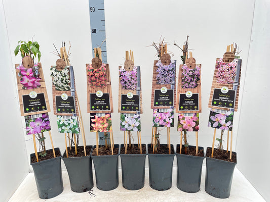 Clematis montana 'Fragrant Spring' 60cm