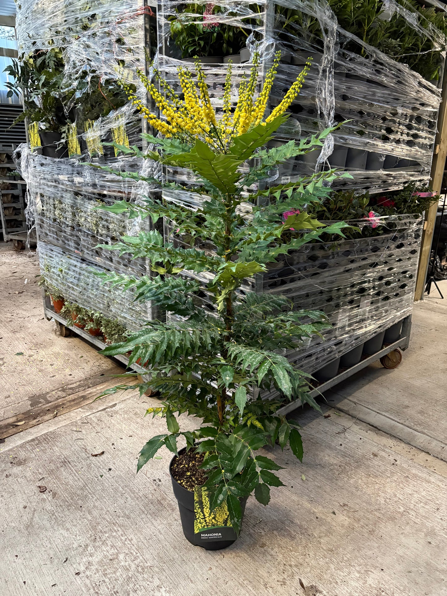 Mahonia 'Winter Sun' 11cm/10L