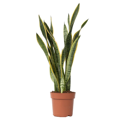 Snake plant - Sansevieria trifasciata Laurentii - Height 65-75cm - ⌀21cm