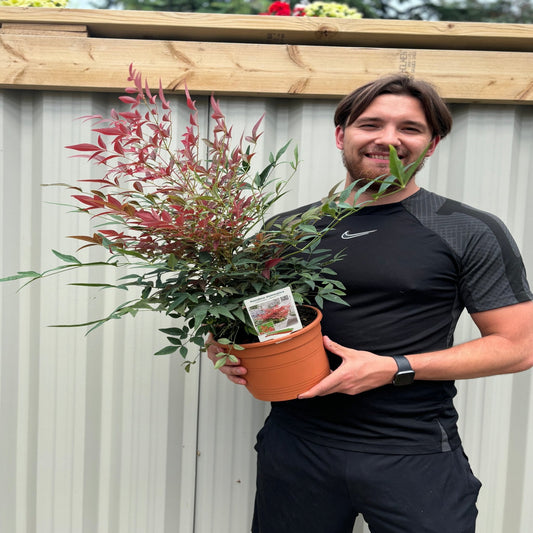 Nandina domestica 'Obsessed' 9cm / 3L / 10:
