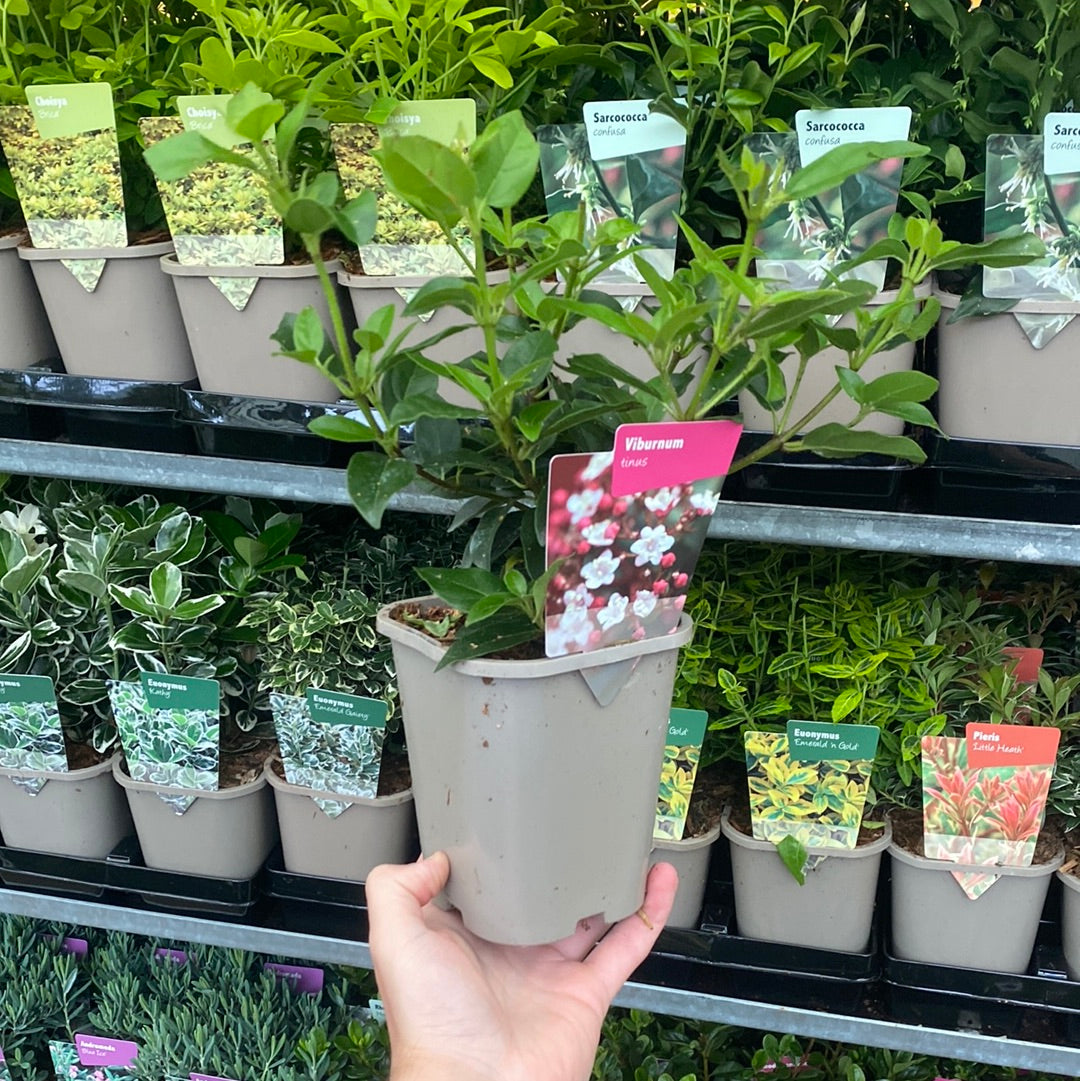 Viburnum tinus 1L