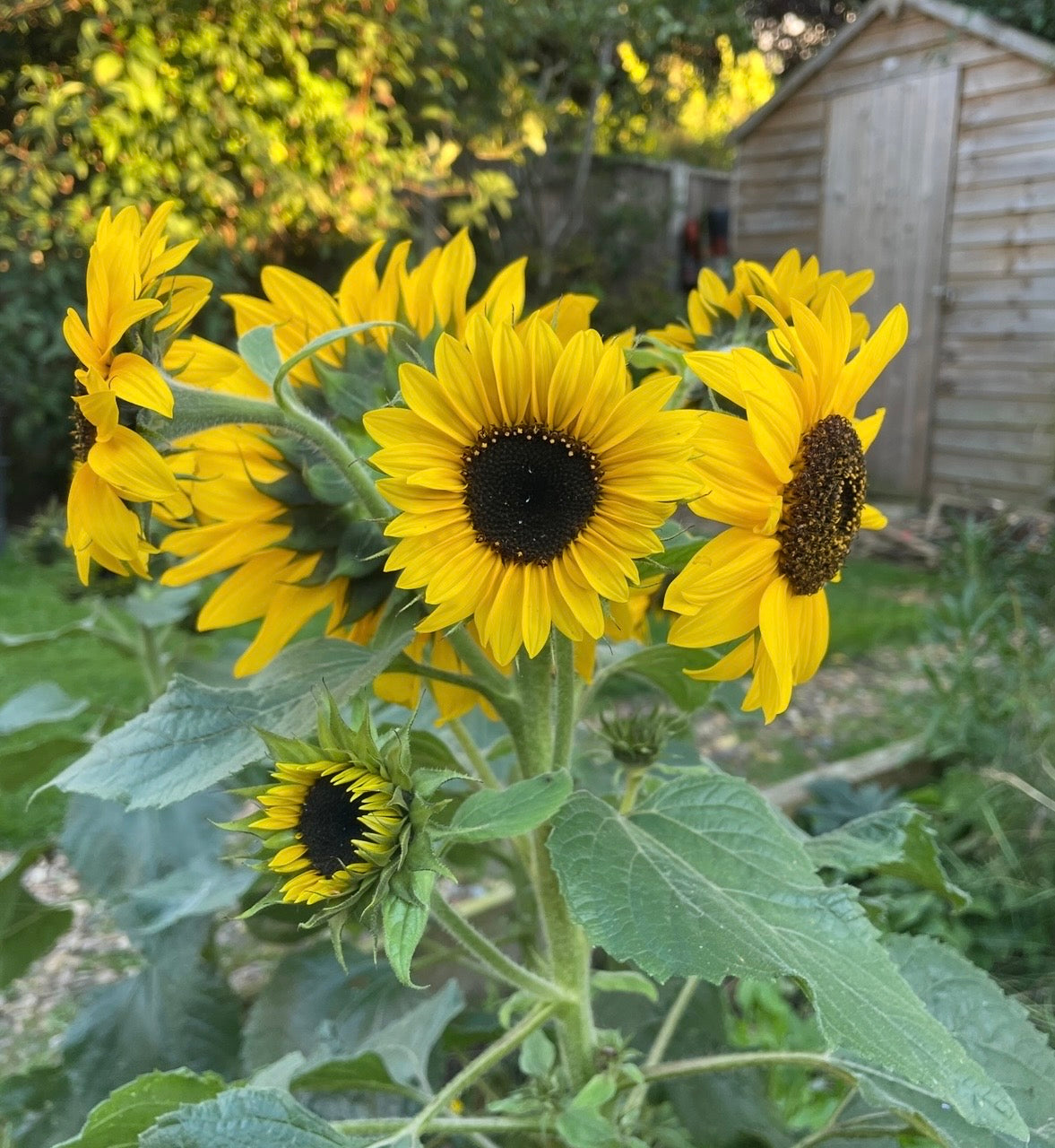Sunflower Waooh!