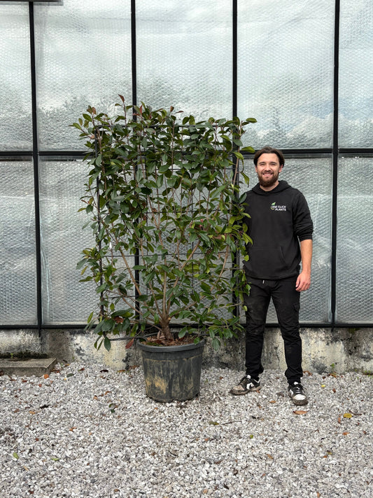 Photinia 'Red Robin' on frame 5ft / 6ft (Metal Frame)