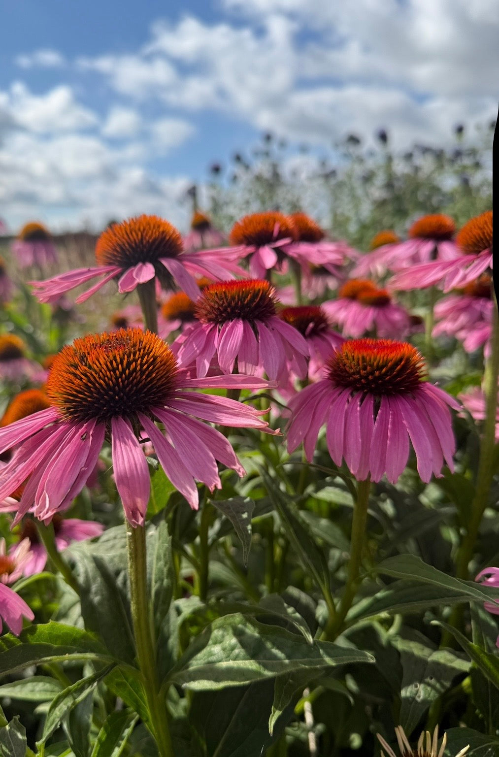 Echinacea Purple Coneflower