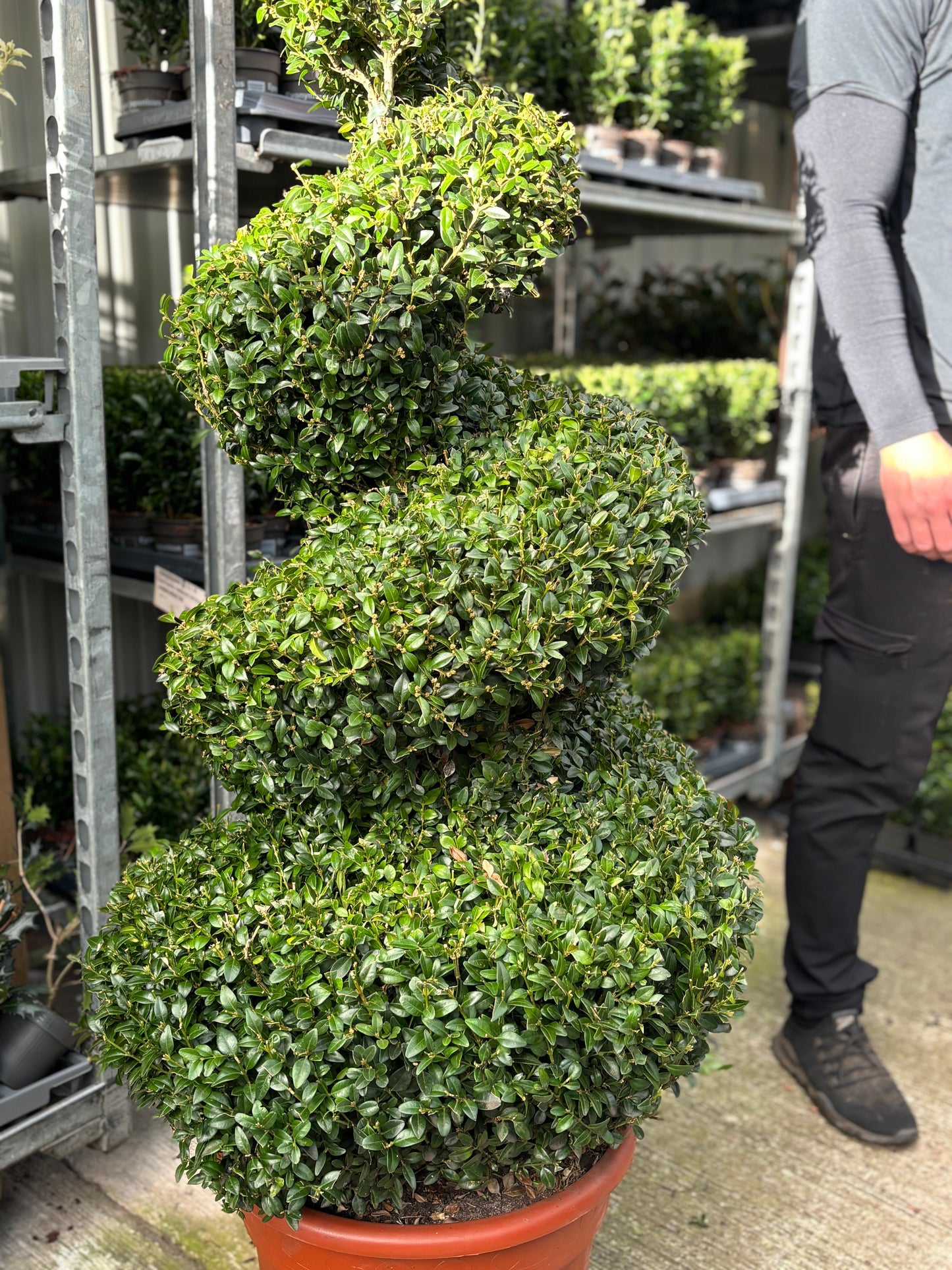 Buxus Spiral | Buxus sempervirens Topiary | Box Spiral