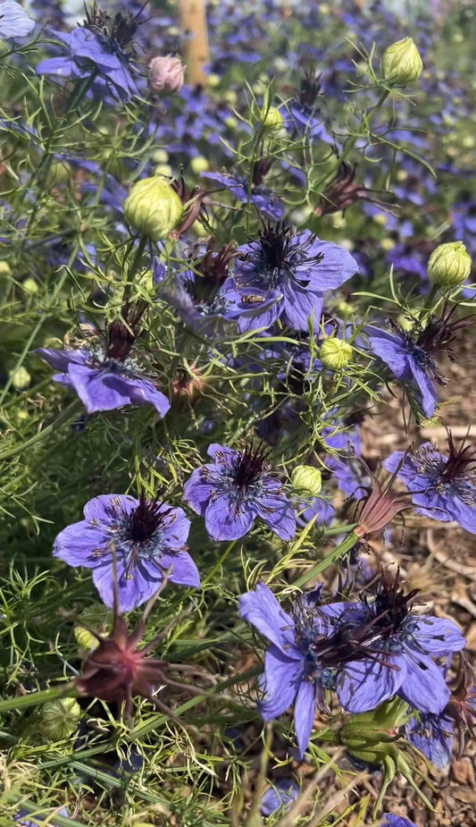 Nigella hispanica