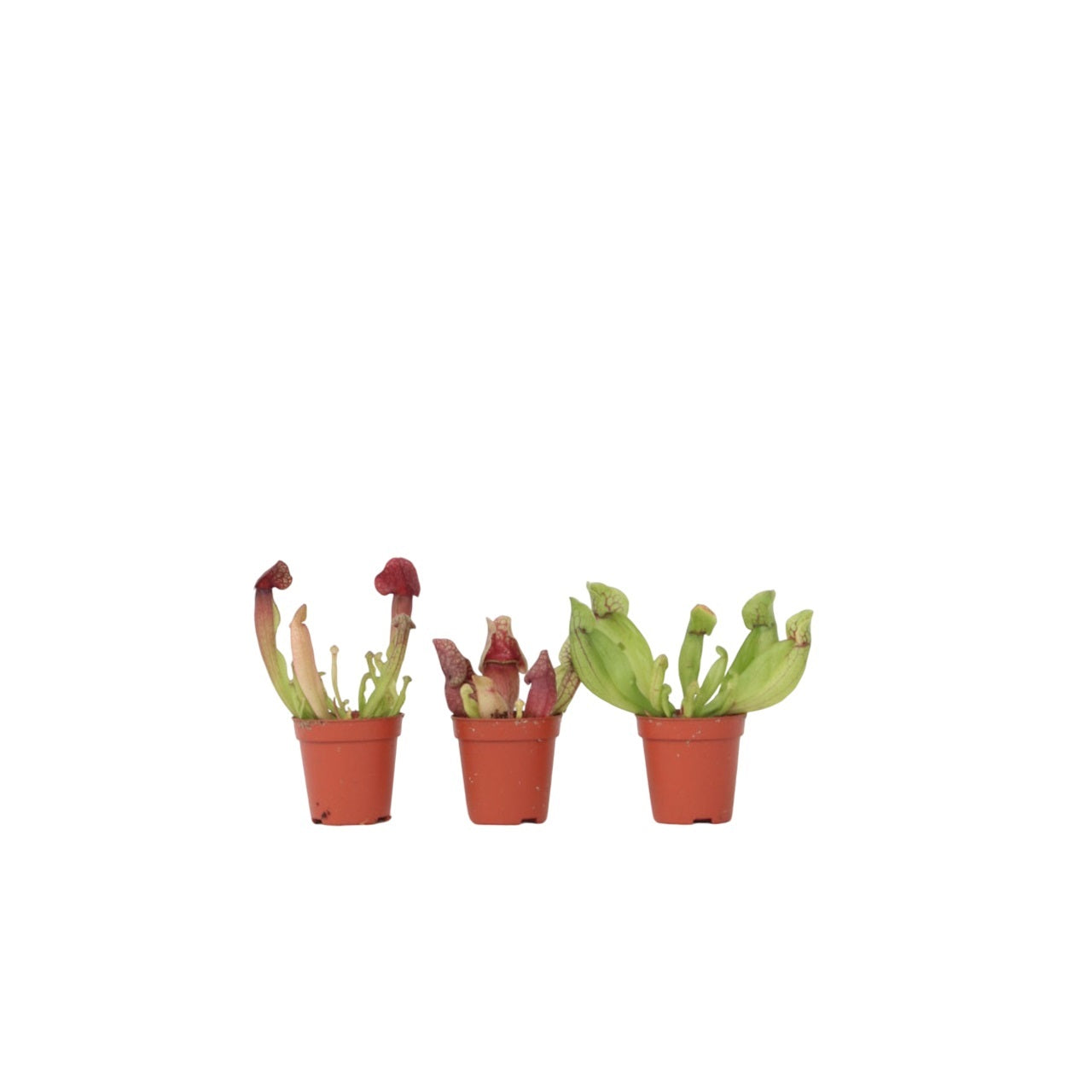 Pitcher plant - 3 pcs. - Sarracenia purpurea - Height 10cm - ⌀5,5cm