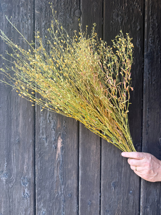 Camelina Sativa Dried | Gold-of-Pleasure Norfolk Bunch