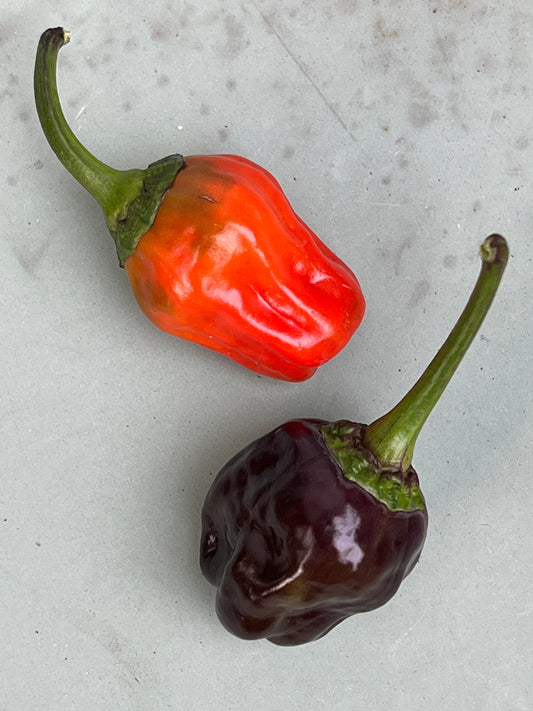 Black Scorpion Tongue Chilli
