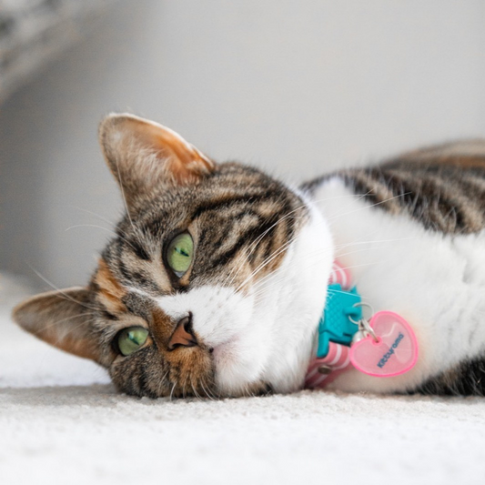 KITTYRAMA HEART CAT CHARM – Reflective, Safe, High Visibility
