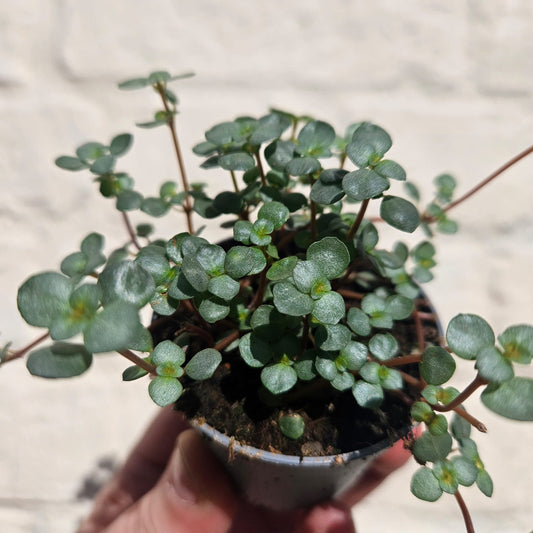 Pilea glaucophylla 'Greyzy' (Silver Sprinkles Pilea)