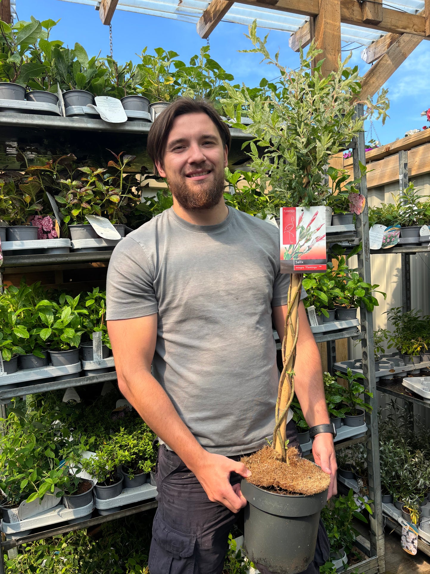 Salix intergra 'Hakuro - Nishiki'  Flamingo Dwarf Willow Tree BRAIDED