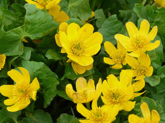 Caltha palustris polypetala (Giant king cup) - Marginal Pond Plants - MP018
