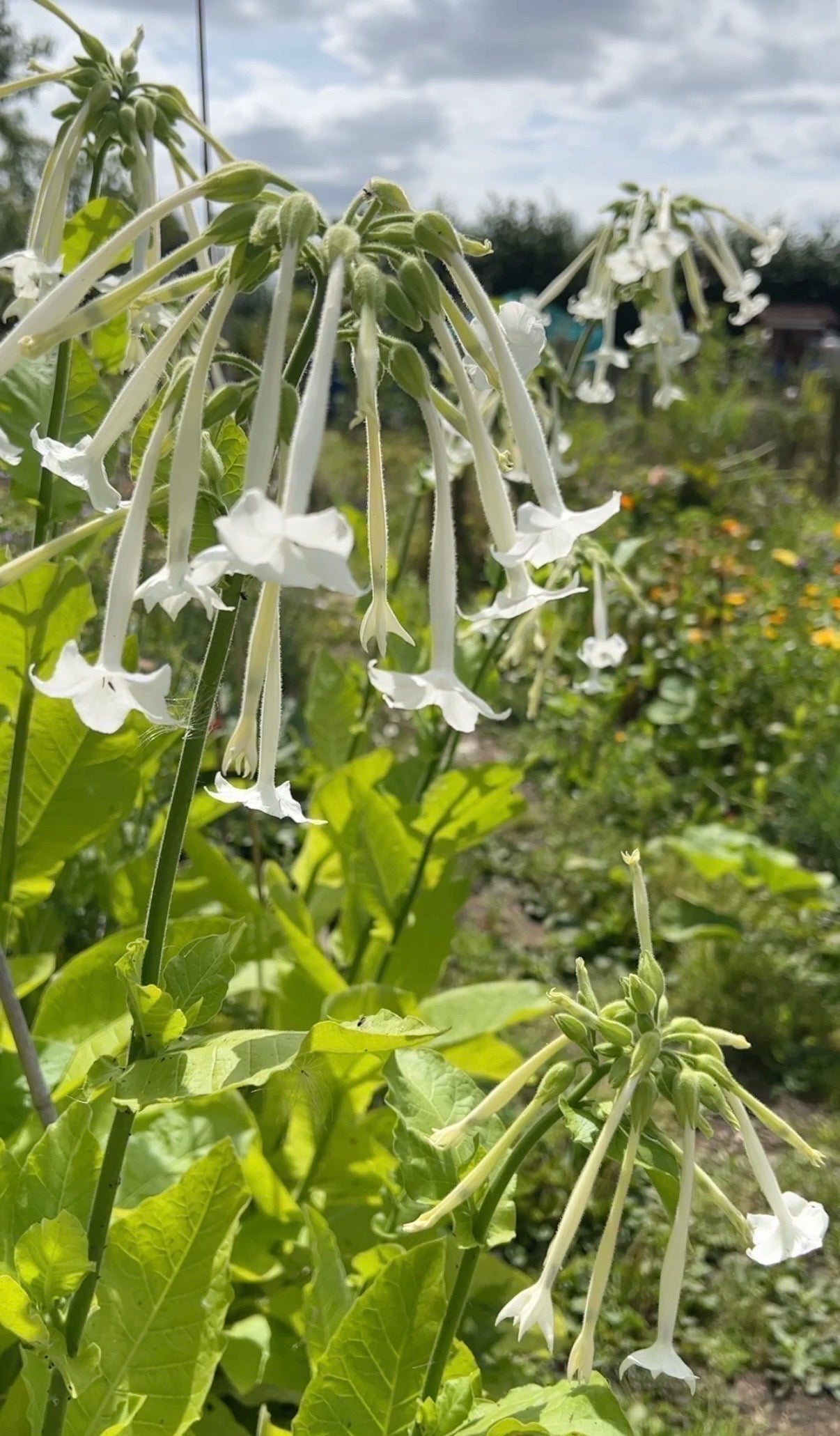 Nicotiana White Trumpets
