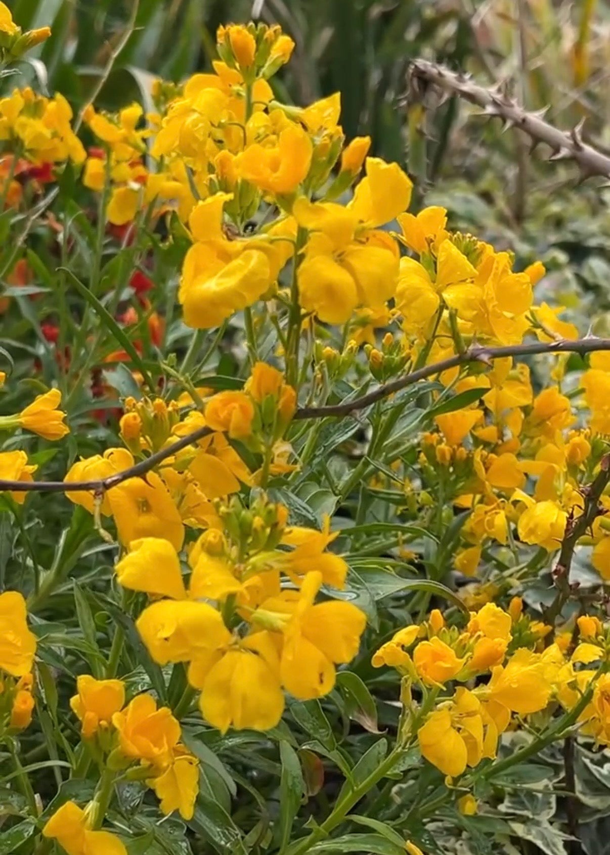 Wallflower Cloth of Gold