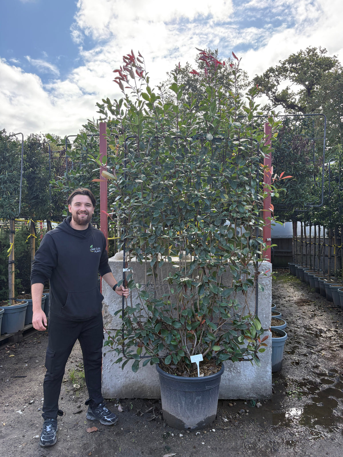 Photinia 'Red Robin' on frame 5ft / 6ft (Metal Frame)
