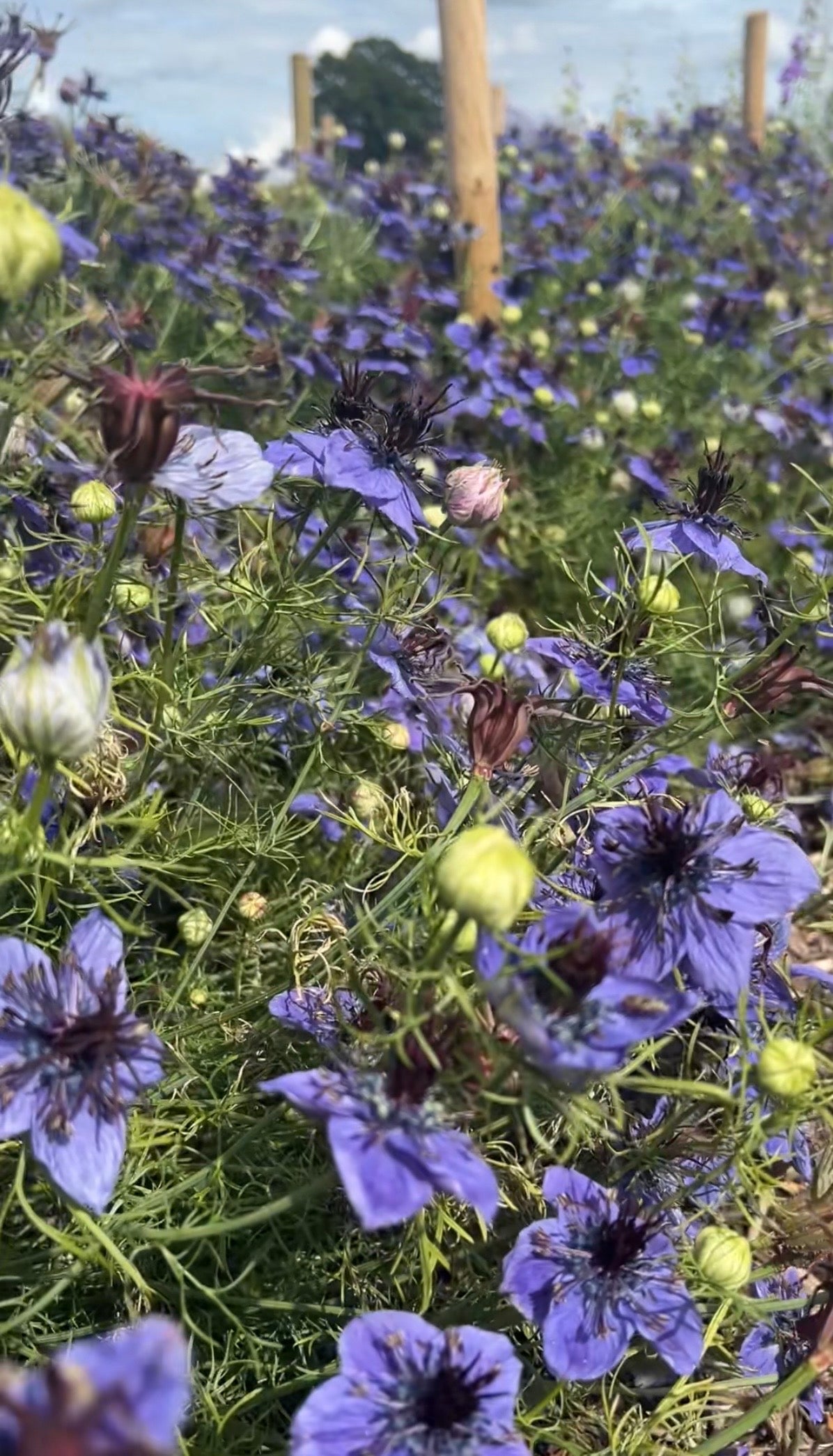 Nigella hispanica