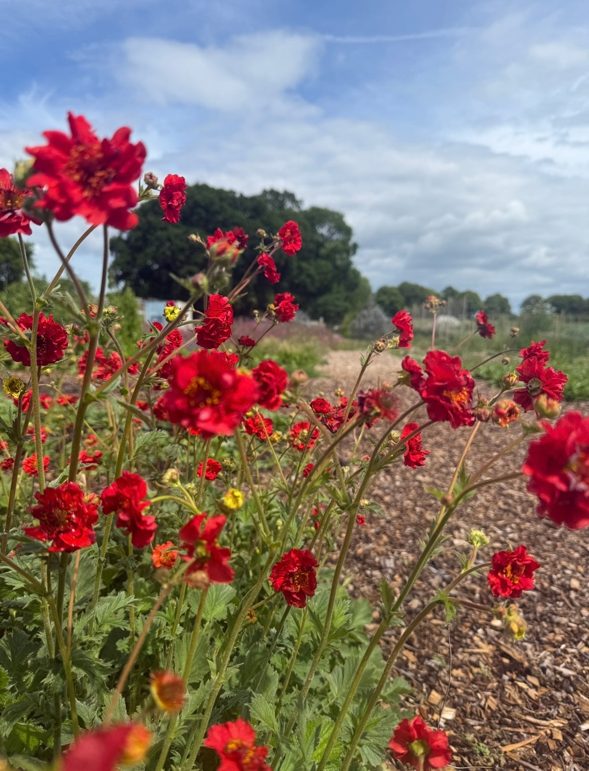Geum Mrs Bradshaw