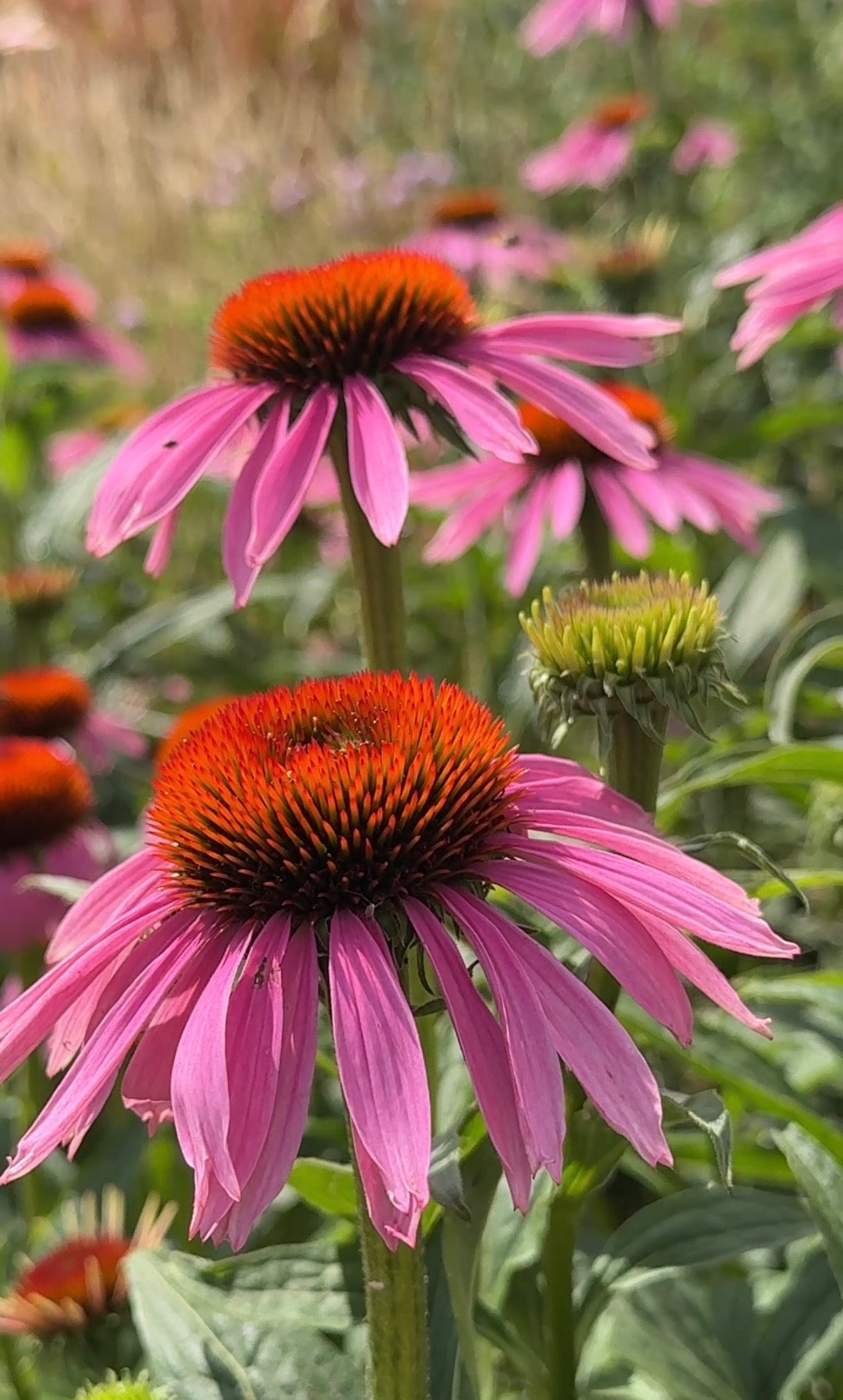 Echinacea Purple Coneflower