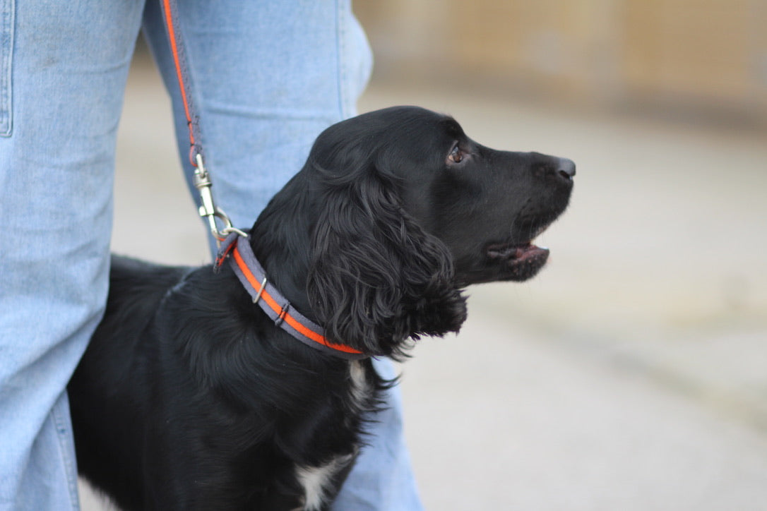 Cushion Web Dog Collar