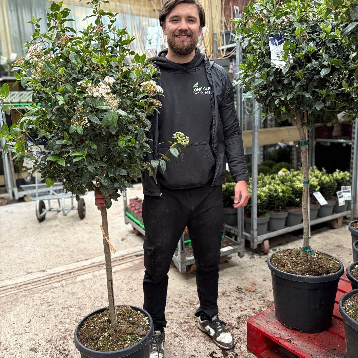 Half Standard Viburnum tinus 'Eve Price'