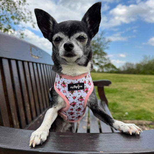 Luxury White Vintage Floral Harness by My Pup and Me