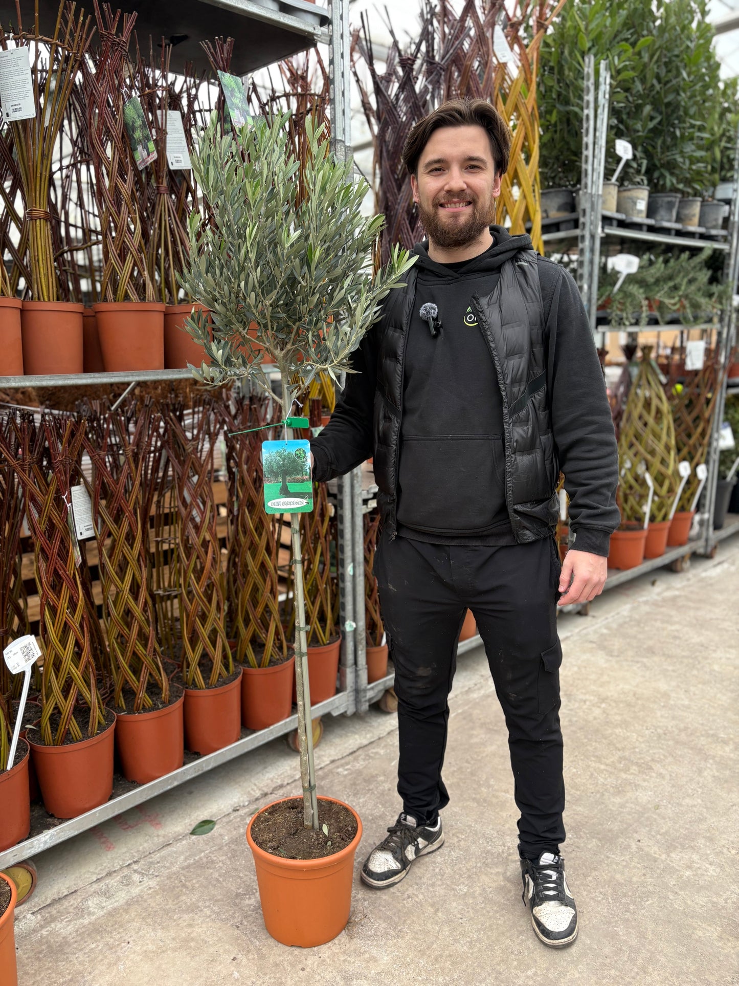 Olive Tree 140-150cm
