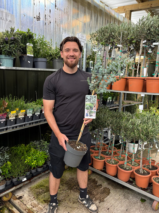 Standard Eucalyptus gunnii 90-100cm