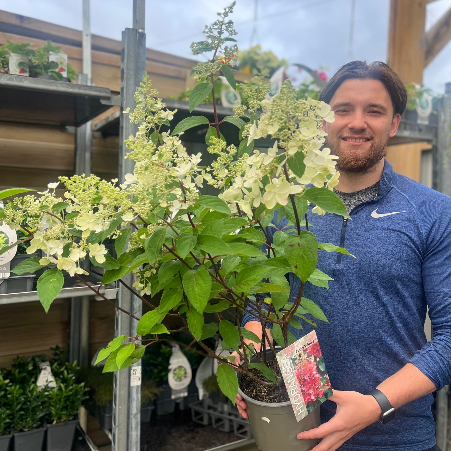 Hydrangea paniculata 'Pinky Winky' 3L / 10L