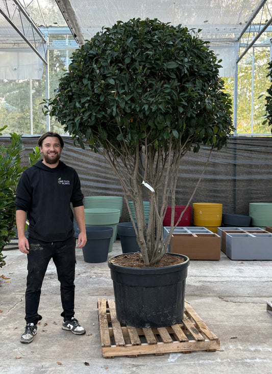 Mulitstem Photinia Red Robin 180L 220-300cm