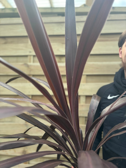 Cordyline 'Superstar' 5L 80-90cm