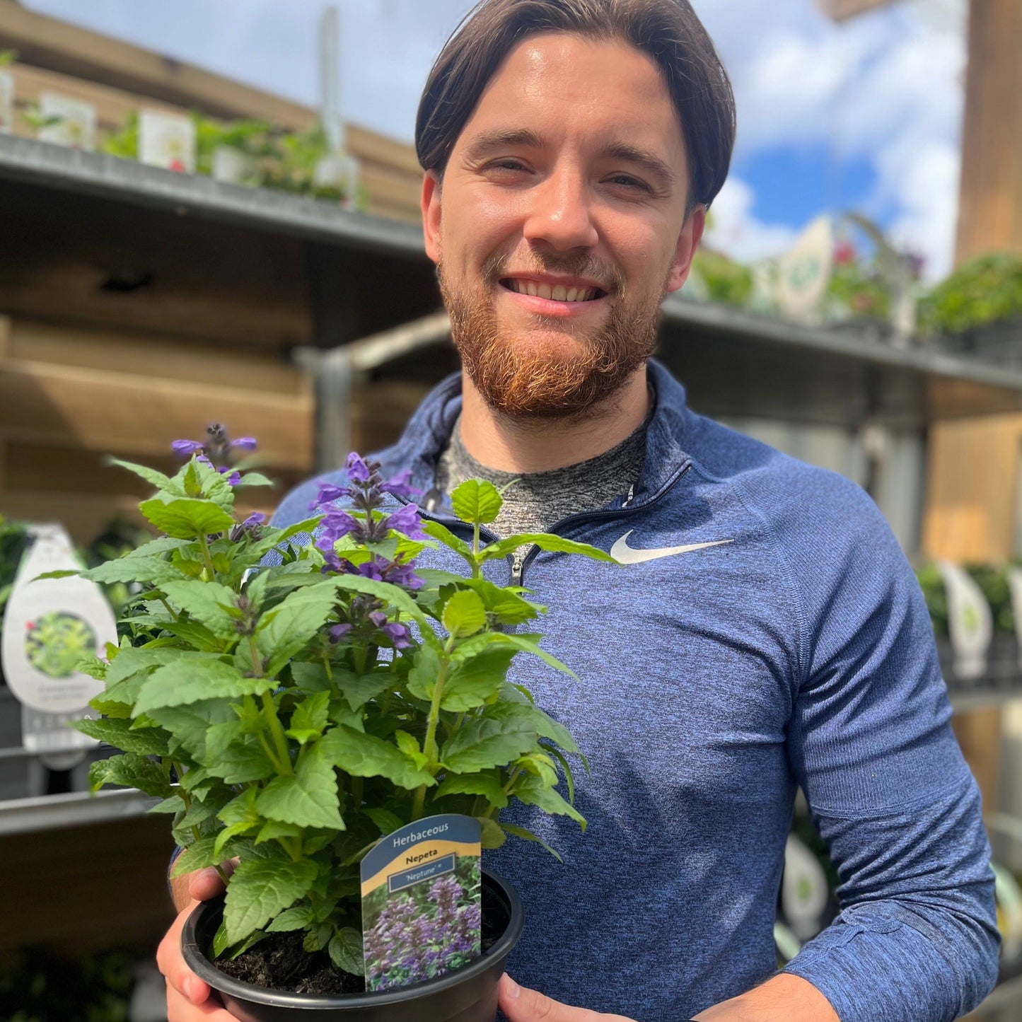 Nepeta Neptune 2L