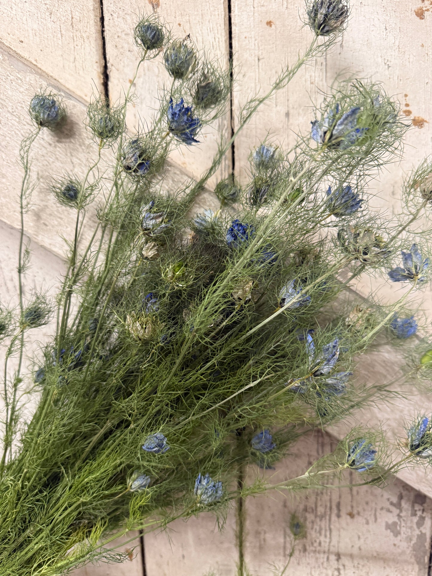 Dried Nigella Flowers | Love-in-a-Mist Norfolk Bunch