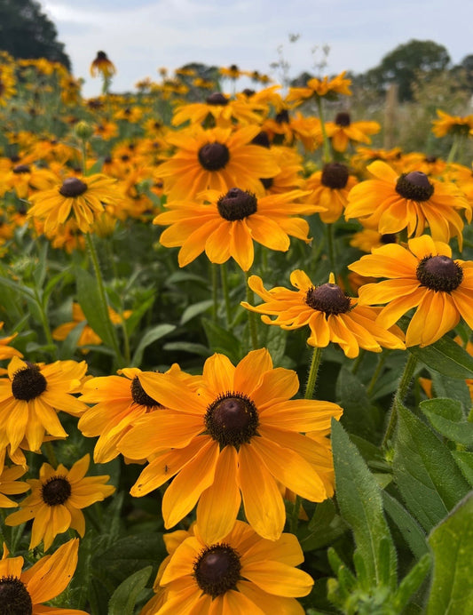 Rudbeckia Marmalade