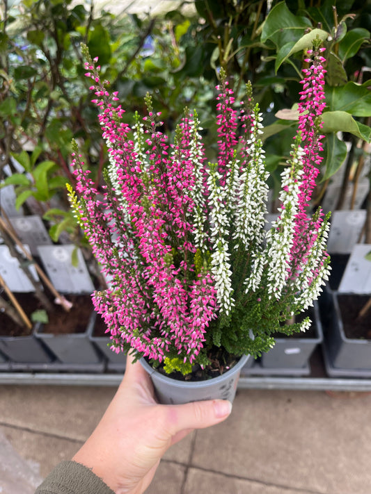Calluna Heather Trio 9cm