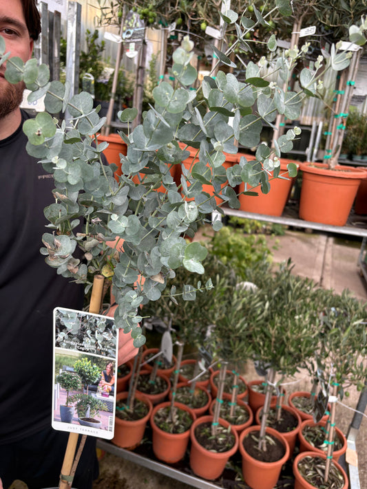 Standard Eucalyptus gunnii 90-100cm