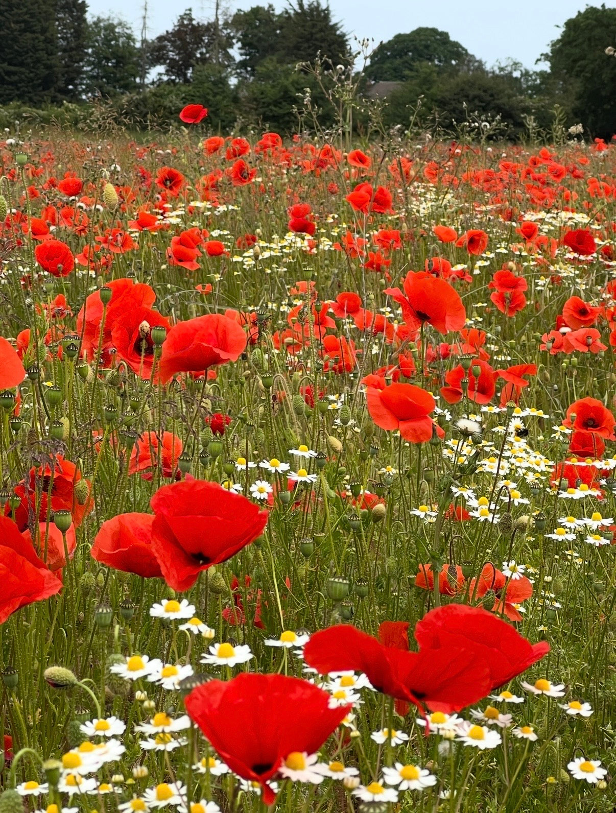 Poppy Flanders Red