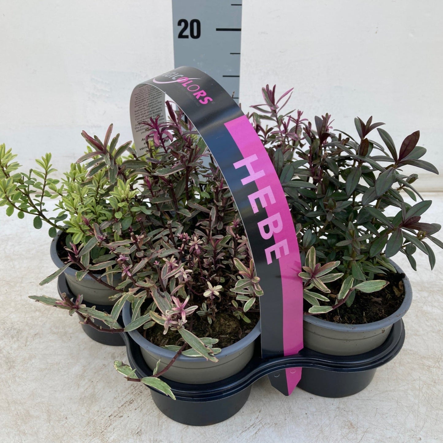 Hebe Mix of 4 Plants (4 x 12cm Pots)