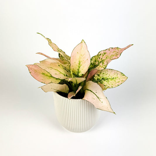 Aglaonema Rosy 12cm Houseplant