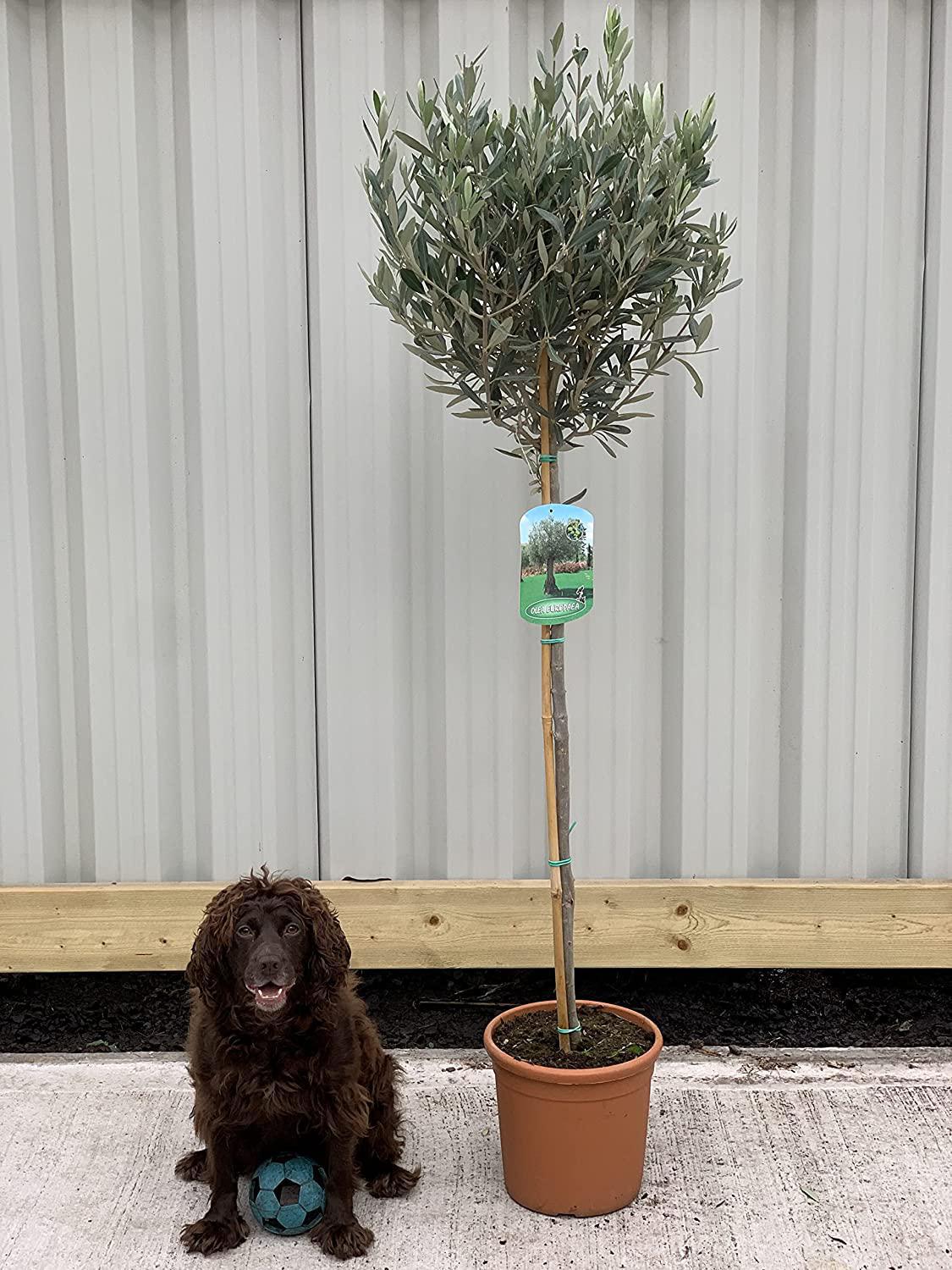 Olive Tree 140-150cm