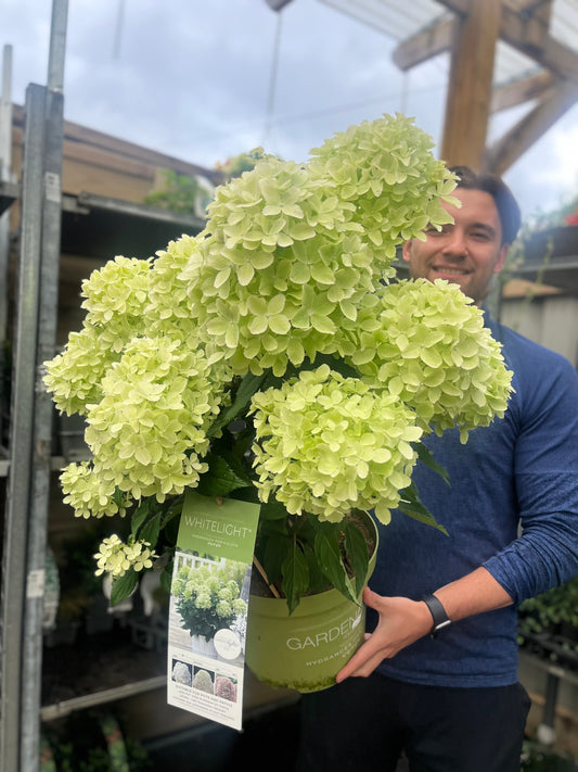 Hydrangea paniculata 'White Light' 2L / 5L / 7.5L
