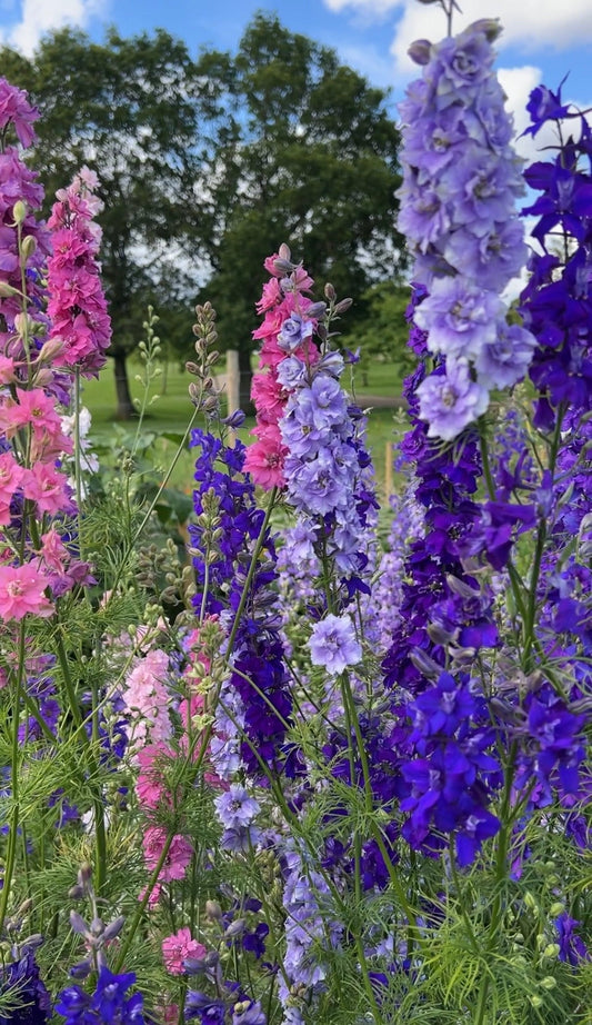 Larkspur Giant Imperial Mix