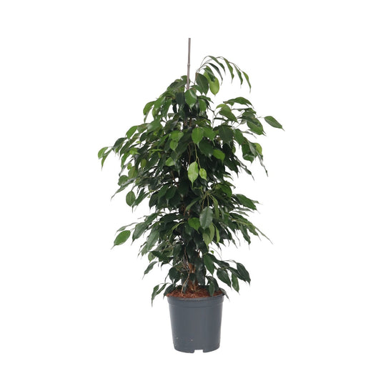 Weeping fig - Ficus benjamina 'Danielle' - Height 100-110cm - ⌀21cm