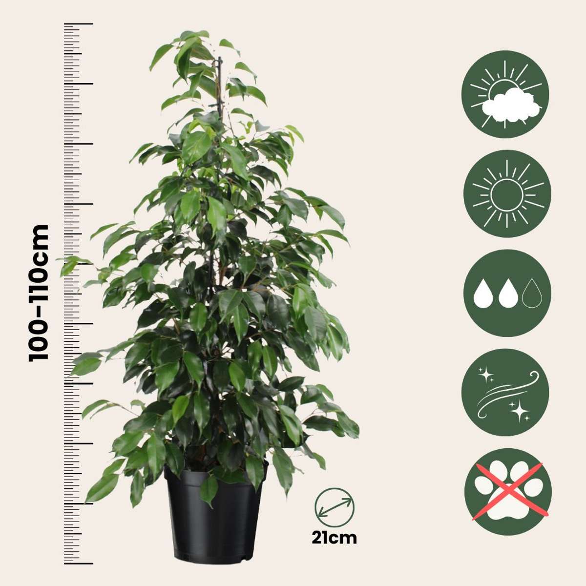 Weeping fig - Ficus benjamina 'Danielle' - Height 100-110cm - ⌀21cm