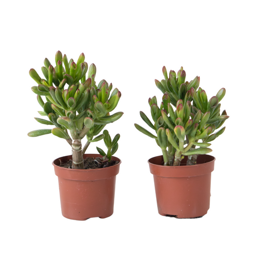 Jade Plant - Set of 2 - Crassula ovata 'Gollum' - Height 15-25 cm - Pot 12 cm